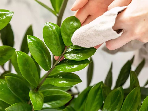 Cách chăm sóc hoa cây cảnh đẹp